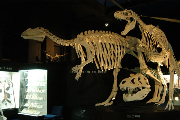 Dinosaur Gallery, Western Australia Museum