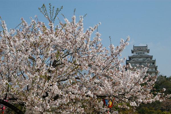 The donjon of Himeji Castle during Cherry Blossom Season (April)