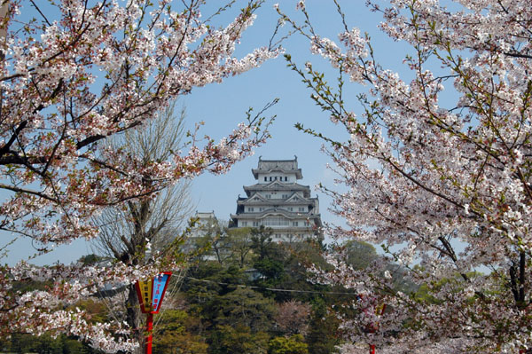 Himeji Castle during Cherry Blossom Season