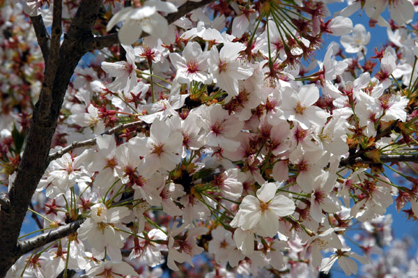 April is Cherry Blossom Season