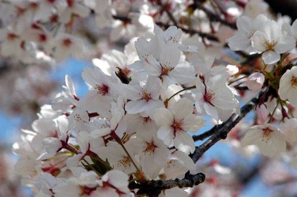 Cherry blossoms, Himeji