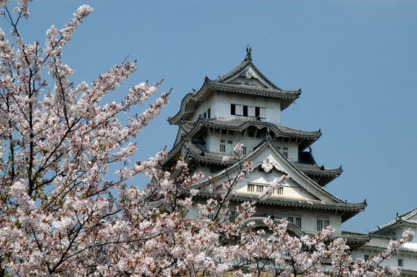 Donjon of Himeji Castle with cherry blossoms