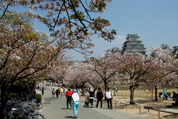Himeji Castle during Cherry Blossom Season