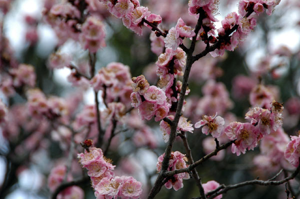 Pre-peak Cherry Blossoms, Kyoto