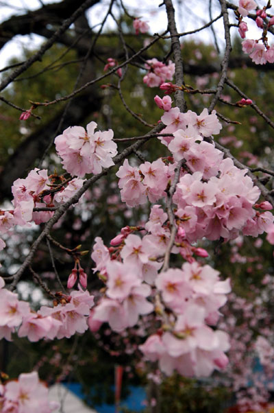 Early Cherry Blossoms