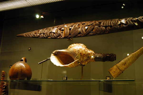 Putatara, a large tropical triton shell trumpet