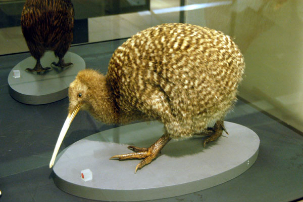 The Kiwi bird, New Zealands national emblem