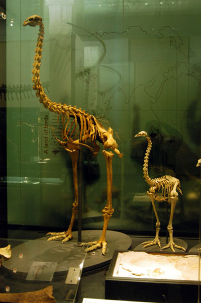 Upland moa (Megalapteryz didinus) and Mappin's moa (Pachyornis mappini)