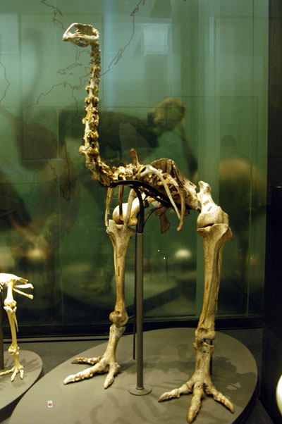 Heavy-footed moa (Pachyornis elephantopus)