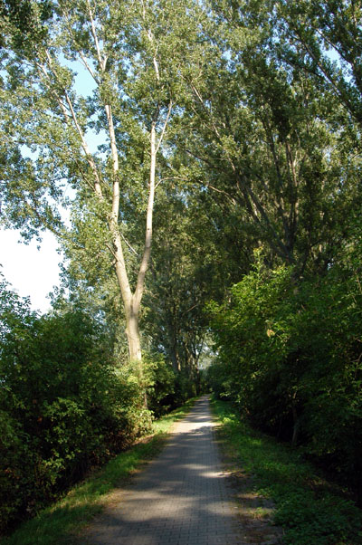 Mainuferweg, a shady bikepath