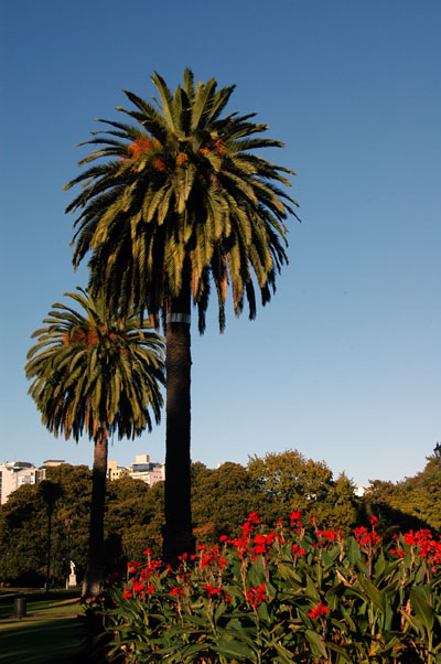 Palms in Albert Park