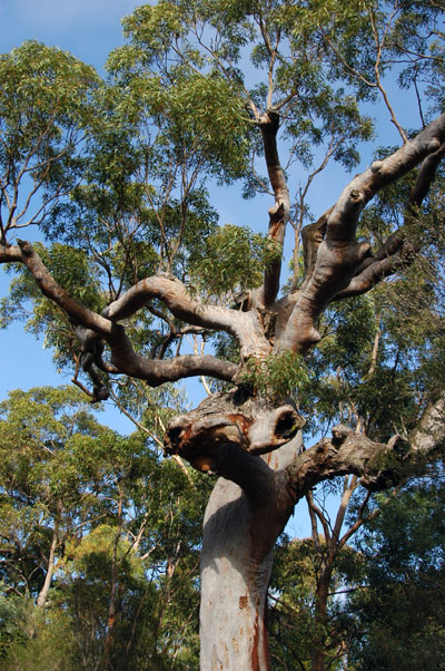 Royal National Park