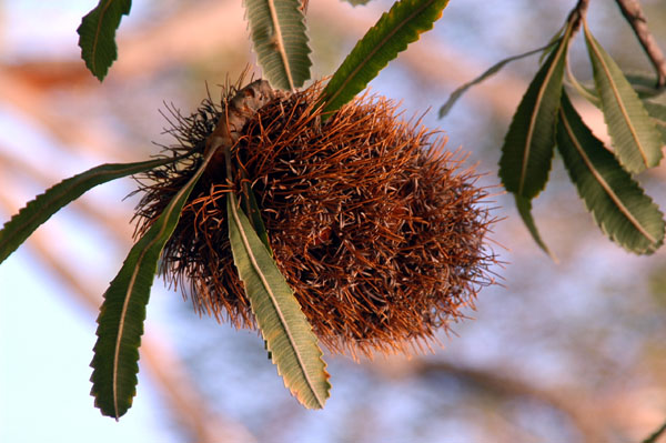 Old Man Banksia Bungoona Path, Royal National Park