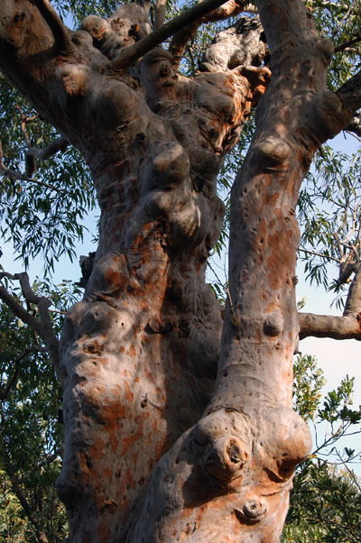 Smooth barked Apple (Angophora costata) Royal National Park