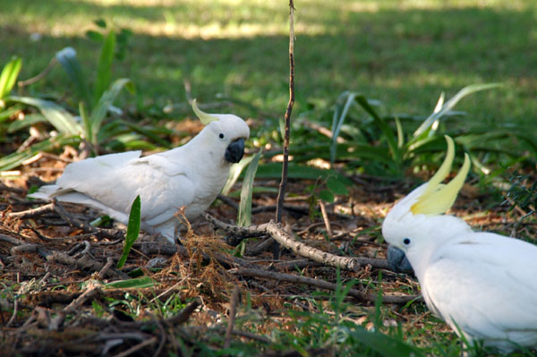 Sulphur-crested cockatoos (Cacatua galerita) Royal Botanical Gardens