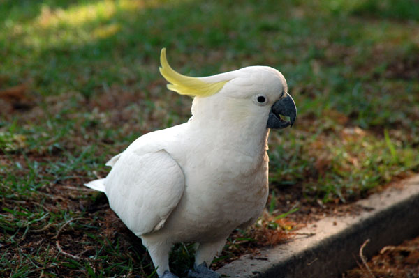 Sulphur-crested cockatoo (Cacatua galerita) Royal Botanical Gardens