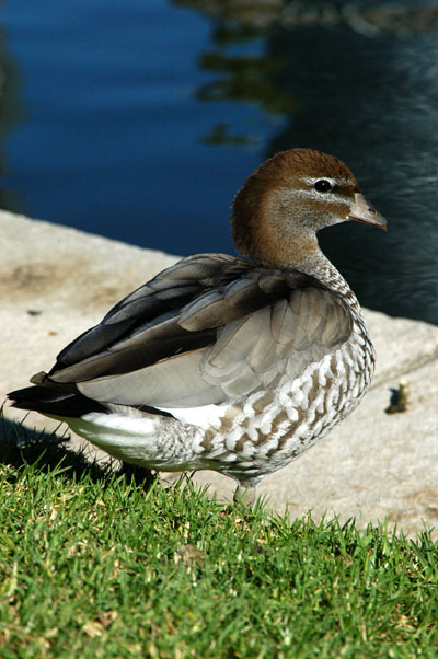 Australian Wood Duck (Chenonetta jubata)