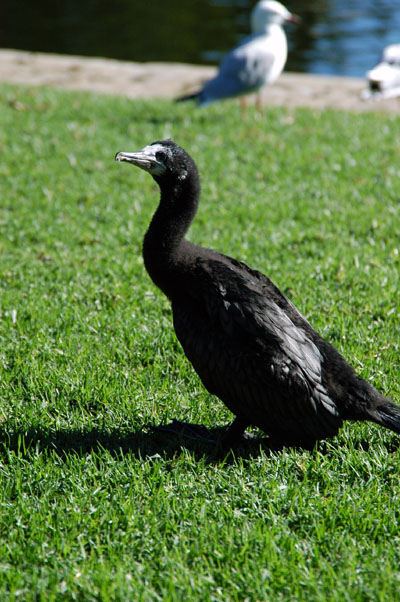 Little Black Comorant (Phalacrocorax sulcirostris)