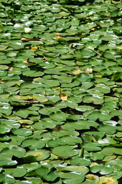 Buyongji (lotus flower) Pond