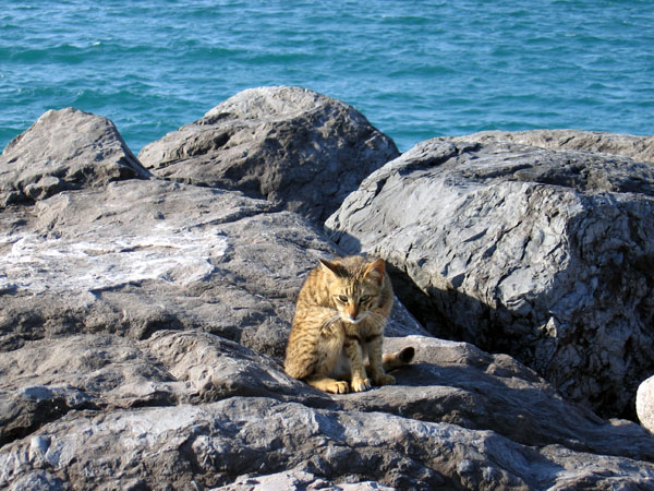 Cat on the break water at Jumeriah Beach