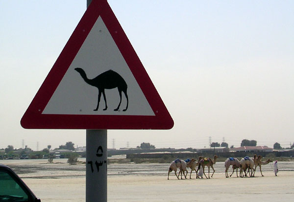Camel Crossing Dubai