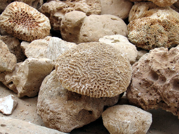 Coral building stones, Bastaika