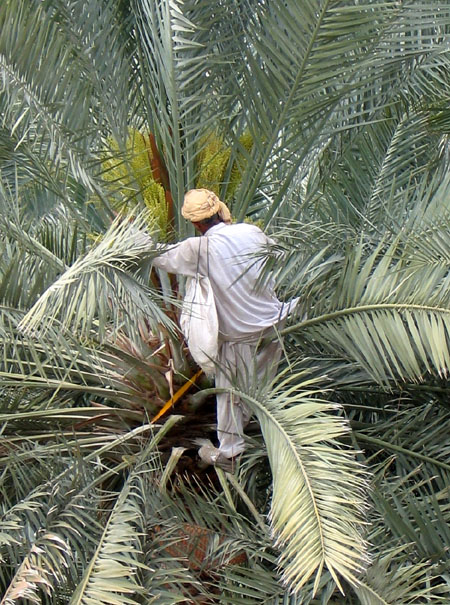 Man trimming a date palm, Al Ain