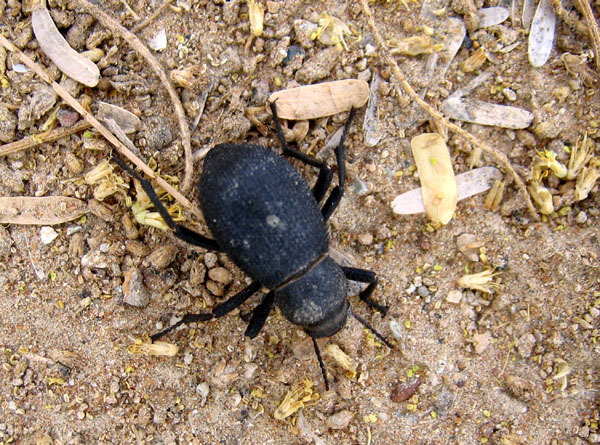 Beetle, Al Ain