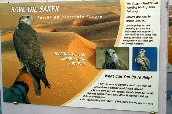Save the Saker, Emirates Falconers' Club, Al Ain