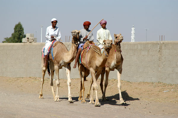 Three riders, Al Ain Camel Market
