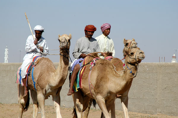Camels with riders, Al Ain Camel Market