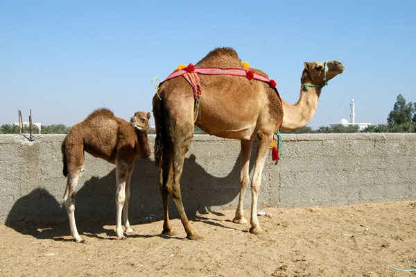 Al Ain Camel Market