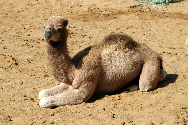 New camel, Al Ain Camel Market