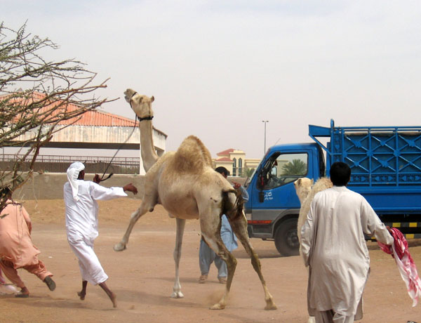 Camel not wanting to be sold
