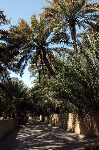 Al Ain Oasis