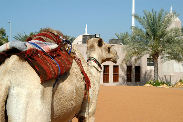 Camel at the UAE Heritage Village