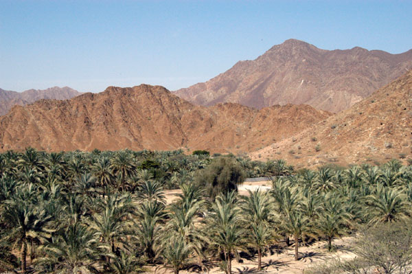 Extensive palm groves at Al Bidyah, UAE, with the Hajar Mountains