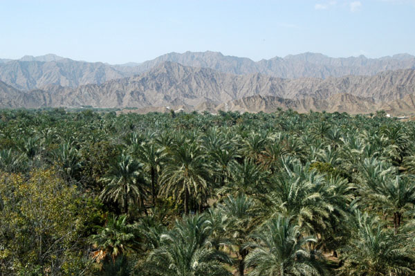 Palm forest at Al Bidyah