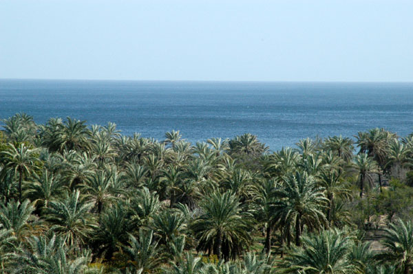 Palm grove at Al Bidyah with the Indian Ocean