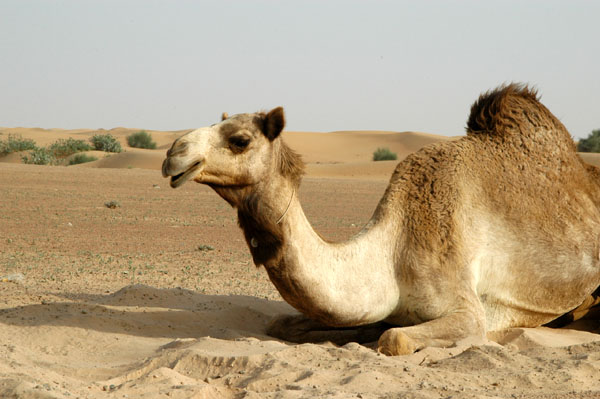Parked camel