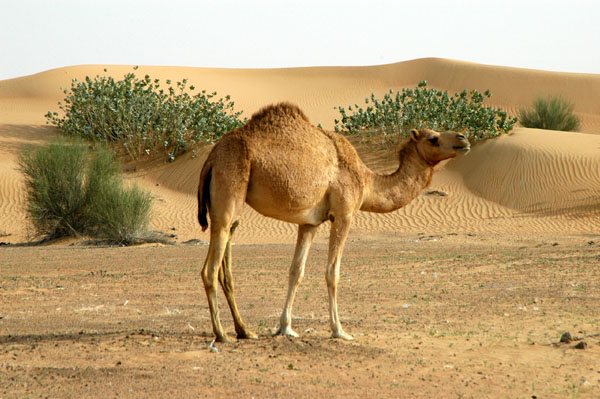 Camel