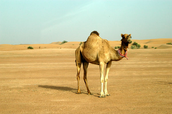 Camel in the desert