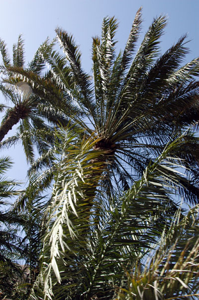 Palm at Hijer Bani Humayd