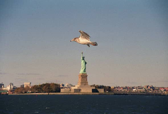 Sea gulff and the Statue of Liberty