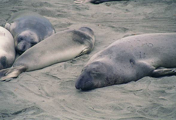 Elephant seals, California's Central Coast