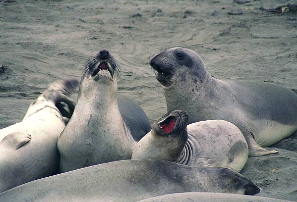 Elephant Seals, near San Simeon, California