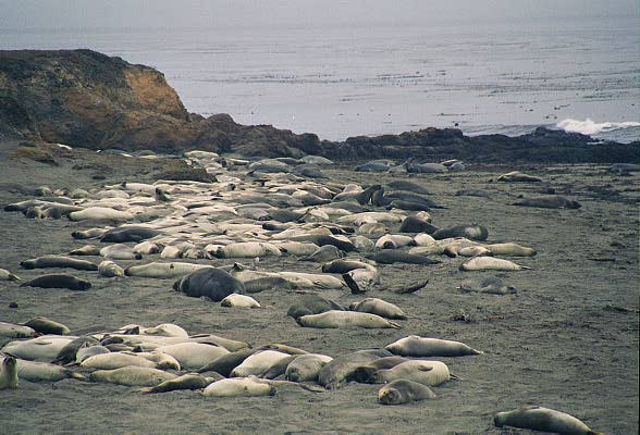 Elephant seals on a California beach, just north of Hearst Castle