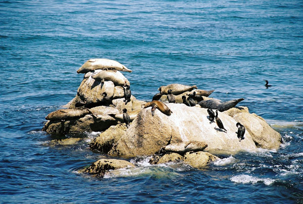 Seal covered rocks, just offshore from the Monterey Bay Aquarium