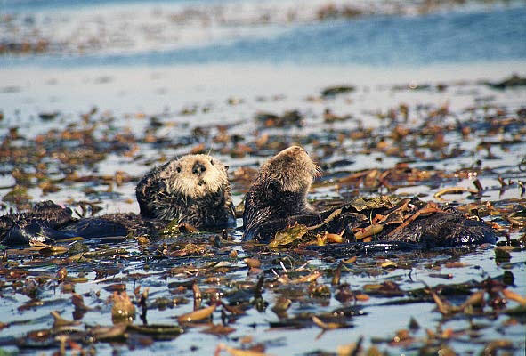 Sea Otter in a kelp bed, Monterey