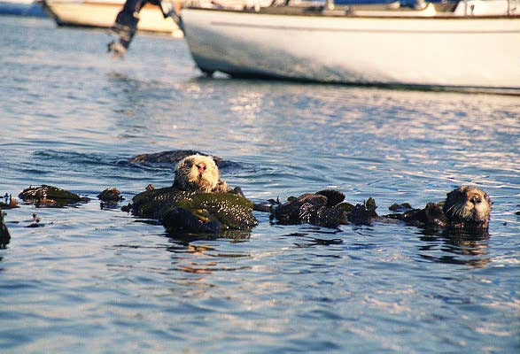 Sea Otters in the marina, Monterey